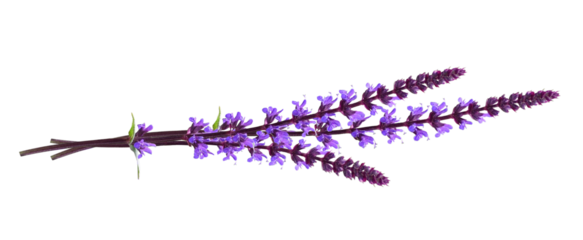 Sprigs of purple salvia flowers in a small bouquet isolated on white or transparent background
