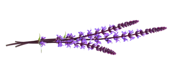 Fotobehang Sprigs of purple salvia flowers in a small bouquet isolated on white or transparent background © Ortis
