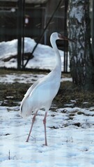 Zoo Tallinn Estonia Europe animals in winter time beautiful decoration countryside style travel tourist nature bird crow elephant goose camel lizard monkey parrot seal sheep alpaka sloth