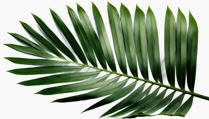 palm tree leaf generative AI