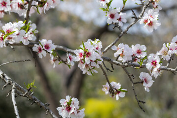 Fototapeta na wymiar Blossoming white pink almond tree branch with young green leaves in springtime, Cyprus
