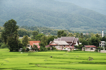 Fototapeta na wymiar Landscape Green nature of Green Rice Filed Meadow with Traditional Thai House in the Rice filed seen from Phuket Temple at Pau Nan Thailand in Rainy day Season 