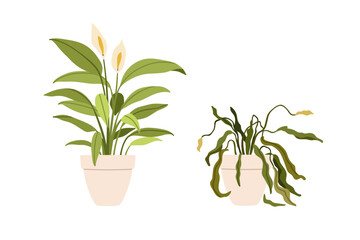 Potted flower plants in good and bad conditions. Blossomed growing leaves vs withered wilted dead houseplant with dying dry sick leaf. Flat cartoon vector illustration isolated on white background - obrazy, fototapety, plakaty