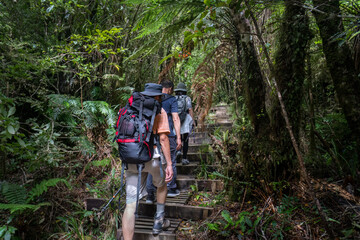 Three people hiking in the lush green forest of Pouakai Crossing, Egmont National Park. Taranaki.