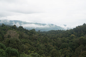 Green Nature isolated with White Misty Fog cover the top of mountain tree at Doi Sakad Pua  Nan Thailand in Rainy Season - abstract background 