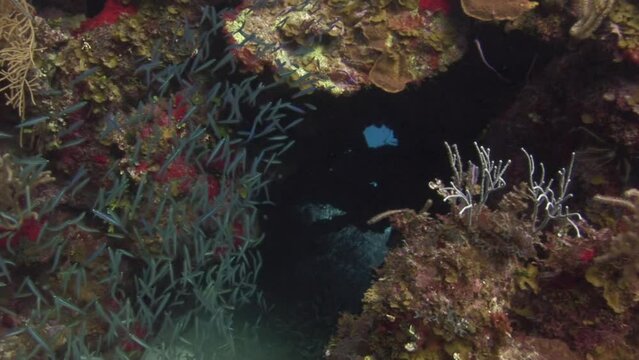 Diver in an underwater coral reef cave near shoal of small playful fish. Diver moves through an underwater cave, surrounded by flurry of swift fish.