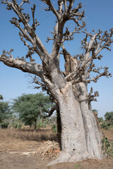 Fototapeta na wymiar Baobab tree near Dakar city