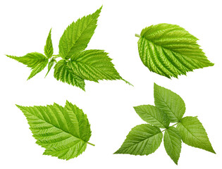Raspberry leaf. Fresh raspberry leaf isolated on white background. Raspberry leaf clipping path