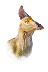 The head of  Olorotitan , dinosaur on  isolated background  .