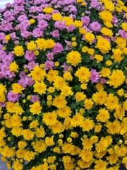 potted flower
Chrysanthemum
pink flower
yellow flower
purple flower