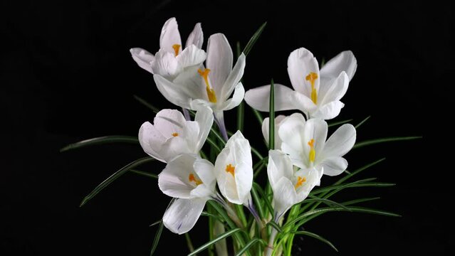 Time lapse of bright white crocuses flower with water drops