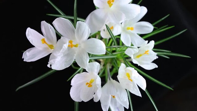 Time lapse of bright white crocuses flower with water drops