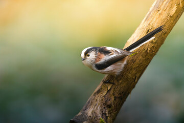 Long-tailed tit