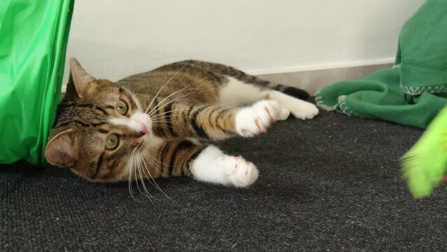 Cute Tabby Cat Has White Paws and a Pink Nose and Plays with Toy