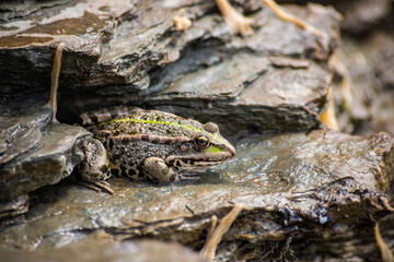 A green frog, Lithobates clamitans, rests on a cameo near a pond