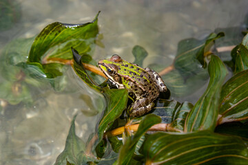 A green frog, Lithobates clamitans, rests on a cameo near a pond