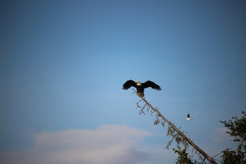 eagle in the sky