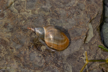 Lymnaea - Great pond snail Lymnaea stagnalis, air-breathing freshwater snail, an aquatic pulmonate gastropod mollusk, family Lymnaeidae © Oleh Marchak