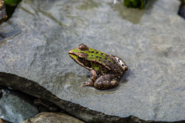 A green frog, Lithobates clamitans, rests on a cameo near a pond