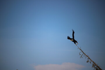 eagle in flight
