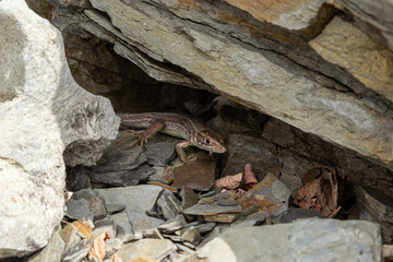 Lacerta agilis, sand lizard, on a sunny summer day