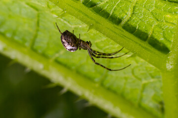 Nice macro image of a spider web sitting on its web with a blurred background and selective focus. A spider in a web is a close-up image of a spider in a garden