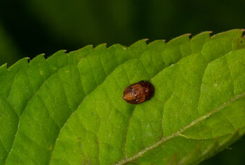 A macro image of a yellow 22 Spot Ladybird - Psyllobora vigintiduopunctata which are tiny lady beetles