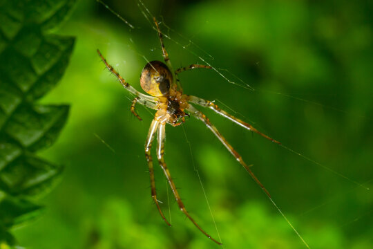Nice macro image of a spider web sitting on its web with a blurred background and selective focus. A spider in a web is a close-up image of a spider in a garden