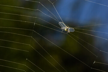 The prey of the spider in the web, the aphid became entangled in the threads of the web and became prey