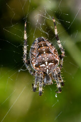 Spider Araneus diadematus with a cross on its back on a web against a tree background