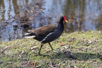 teichhuhn am bachufer