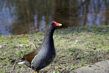 neugierige teichralle