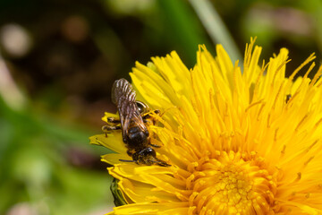 Honey bee collecting pollen on a bright yellow dandelion flower. Macro shot. Selective focus
