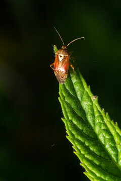Close-up photograph under artificial light of a specimen of the dark-skinned bug Lygus lineolaris standing on a green leaf against a dark background