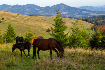 Horses graze near the mountain in the pasture in the early autumn. Honed horses graze in a pasture in the mountains
