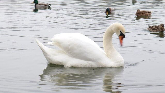 White Swan Swimming on a Pond 