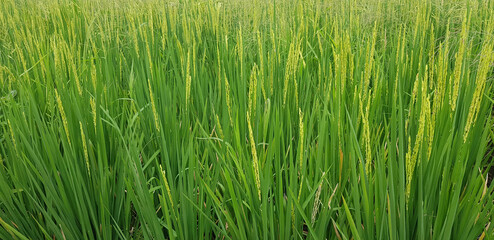 Green and beautiful paddy rice field, farming the rice, rice plantation, paddy plantation