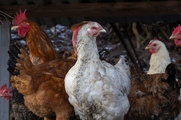 red domestic chickens. in the village yard. animal husbandry on the farm