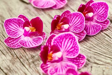 Orchid flowers on wooden background exotic spa