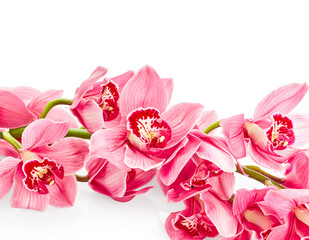 Obraz na płótnie Canvas Pink orchid flowers isolated on white background