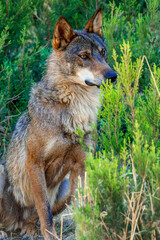 Iberian Wolf, Grey Wolf, Canis lupus signatus, Mediterranean Forest, Zamora, Castile and León, Spain, Europe