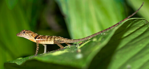 Anolis, Anole Lizard, Tropical Rainforest, Marino Ballena National Park, Uvita de Osa, Puntarenas, Costa Rica, America