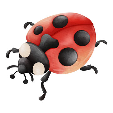 Watercolor single ladybug insect animal, Spring Season illustration Element