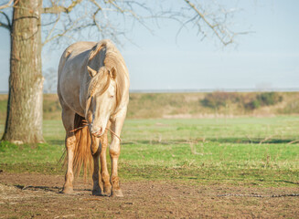 Palomino horse chews branches at pasture, outdoor - obrazy, fototapety, plakaty