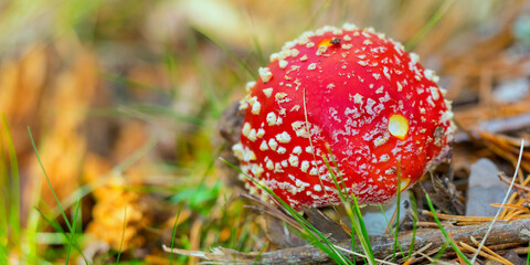 Fly Agaric, Fly Amanita, Amanita muscaria, Valsain Forest, Sierra de Guadarrama National Park, Segovia, Castile Leon, Spain, Europe