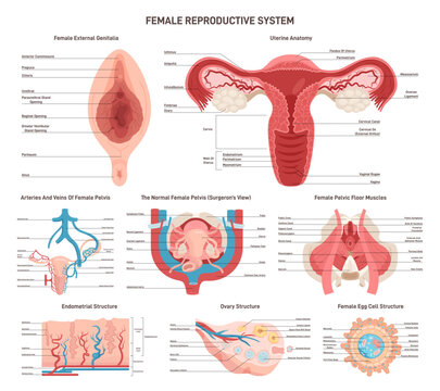 Female reproductive anatomy set. External and internal organs, muscles
