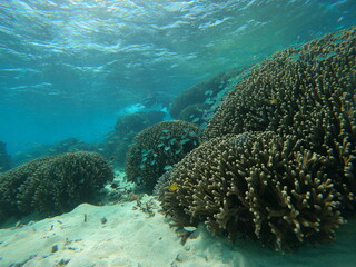 Naklejka na ściany i meble 石垣島の水中、サンゴと熱帯魚