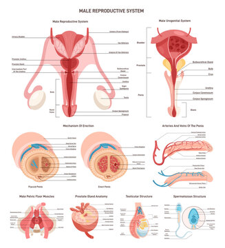 Male reproductive anatomy set. Urological and genital organs, muscles