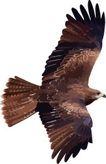 Black kite flying isolated on transparent background. Vector illustration png file