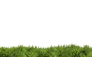 Grass plant on transparent background, nature meadow, 3d render illustration.
